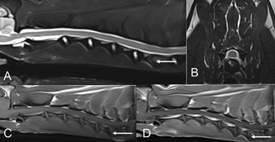 Canine brucellosis in three littermates, case report